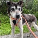 官九郎(かんくろう)