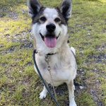 白虎(びゃっこ)