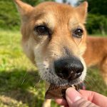 翔太(しょうた)